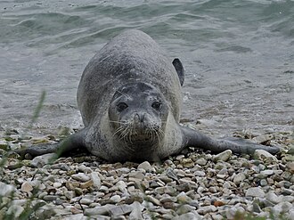 Mediterranean monk seal